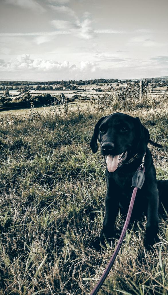 OaksOldBoys's tweet photo. @kingssnacks #MrMarley out &amp; about #SouthGloucestershire #KingsCountryside  #DogWalks #Homegrown #KingsSnacks https://t.co/CKHDn0Wal8