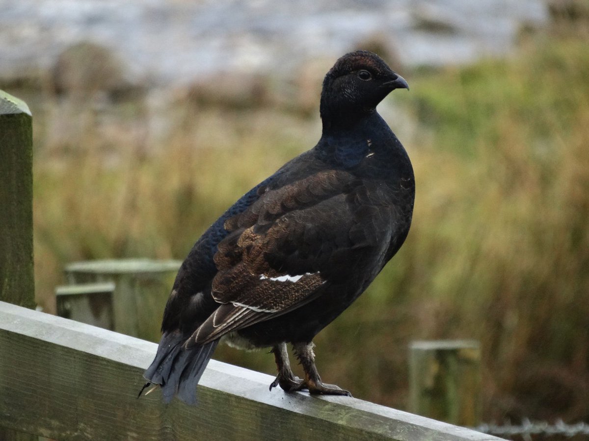 Perched at Ravenseat.
A beautiful and quite rare bird.
Black Grouse