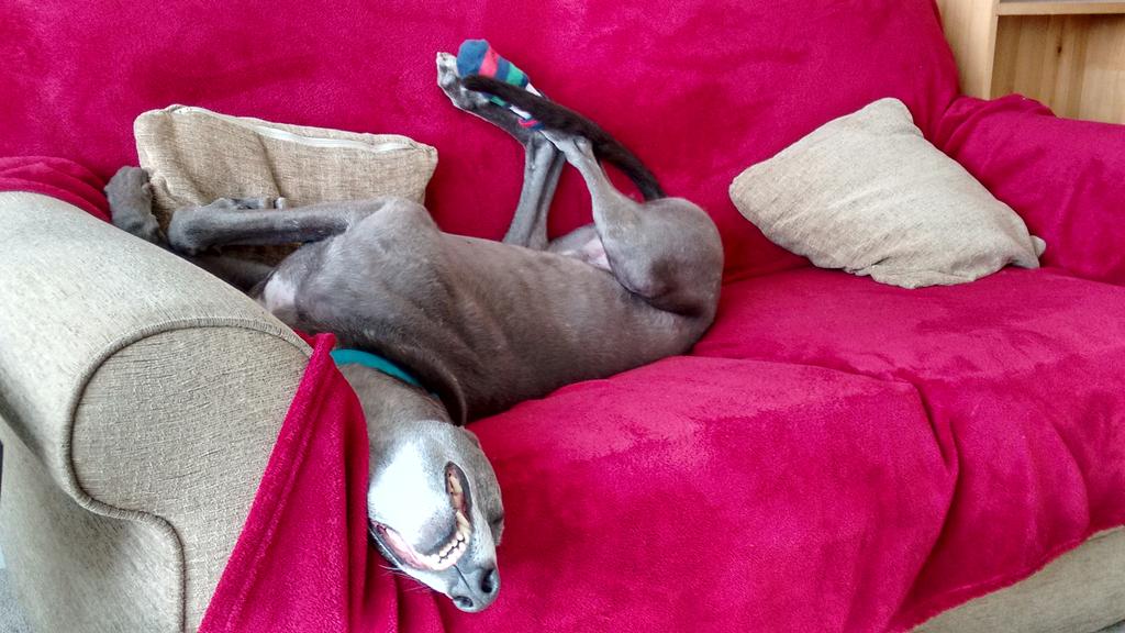 ColonelBodley's tweet image. Greyhounds and lurchers make greyt pets - just ask @grwe. Look, I even leave some room for me hoomans! #sofadog ☺