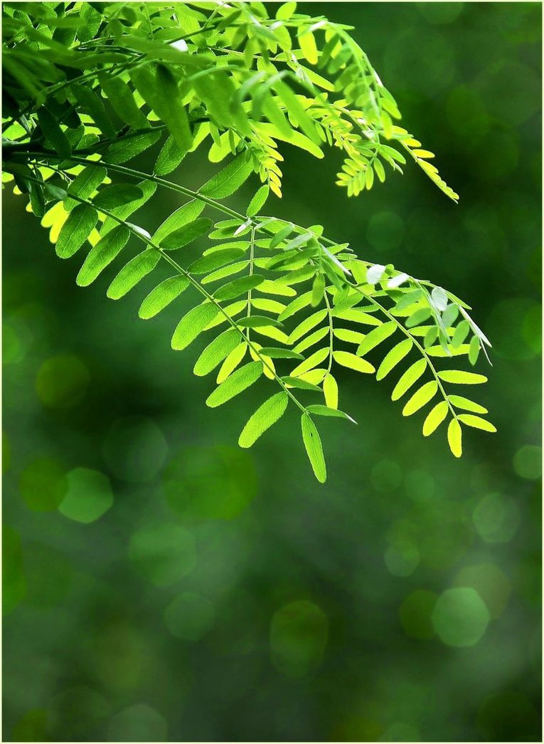 DA_resources's tweet image. Green leaves STOCK by AStoKo dlvr.it/CjHWGd
