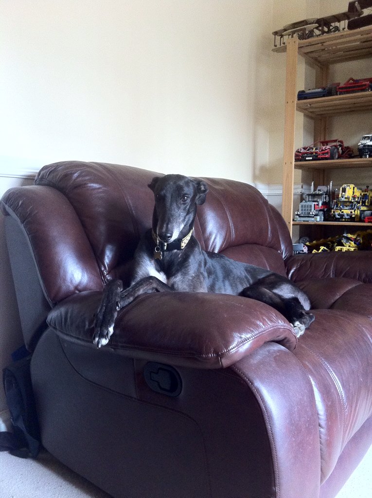 InishowenBoss's tweet image. I'm showing what great pets greyhounds make for @grwe #sofadog