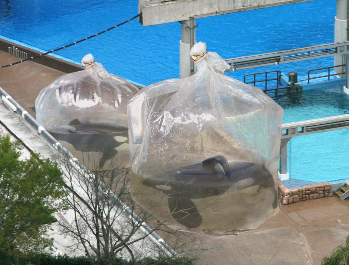SeaWorld Employees Place Orcas In Plastic Bags Of Water While Cleaning Tanks