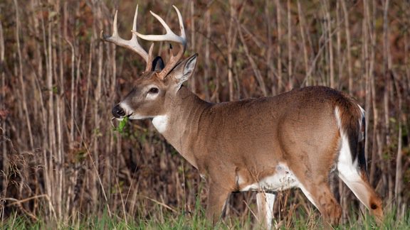 Realtree's tweet photo. Quiz: How Well Do You Know The Rut? https://t.co/HB2RTeJltf Test your knowledge! https://t.co/gmh7i9LsM4