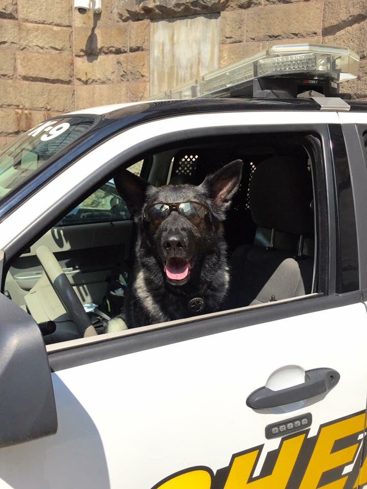 MCipriani_WTAE's tweet photo. Sheriff's deputy Maria Watts says her k9 bandit, seen here, was taunted by Raider's player Ray-Ray Armstrong #wtae https://t.co/ZPCtUAYezE