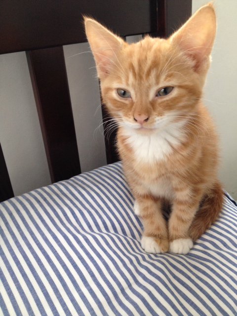 CentralLondonCP's tweet photo. STOP PRESS! Tigger is seeking a home! https://t.co/dvWzFUHsQM Check him out and all the other fab felines! https://t.co/RriR8gHPHk