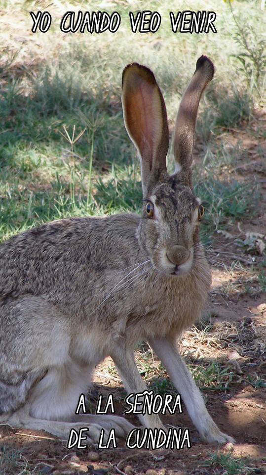 Enlace permanente de imagen incrustada