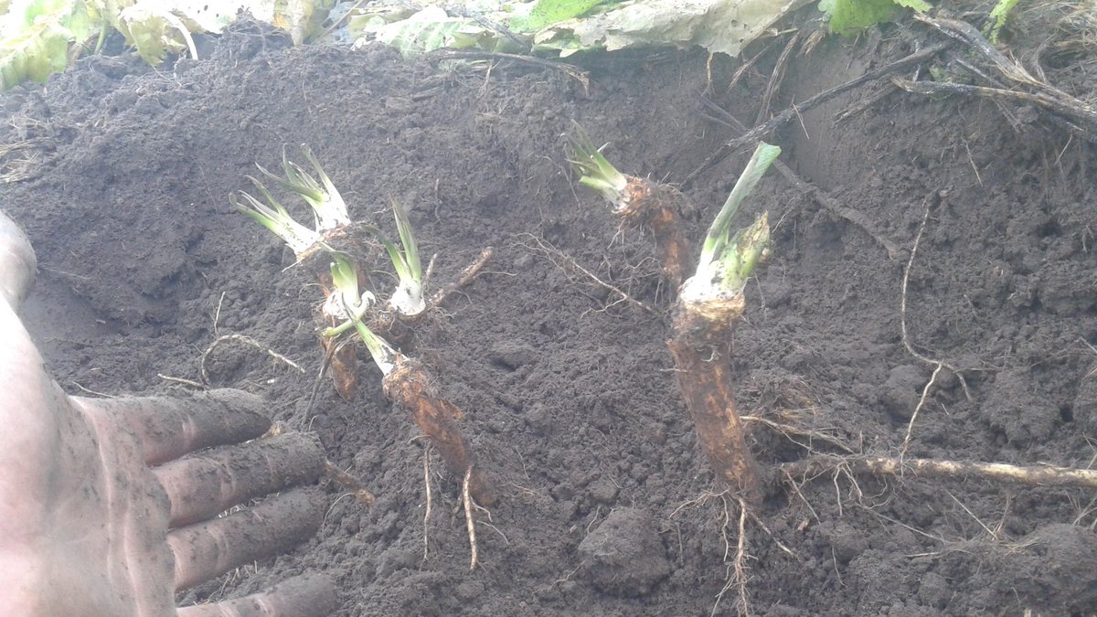KelownaForager's tweet photo. Horseradish! https://t.co/kc6dVfM7O0