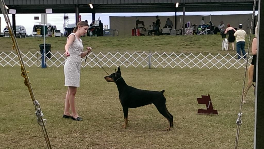 ppalmer6846's tweet photo. Megan and Athena won Best Owner Handler in Show in Brooksville this past weekend!!  She did a beautiful job!! https://t.co/zrIBicx7jz