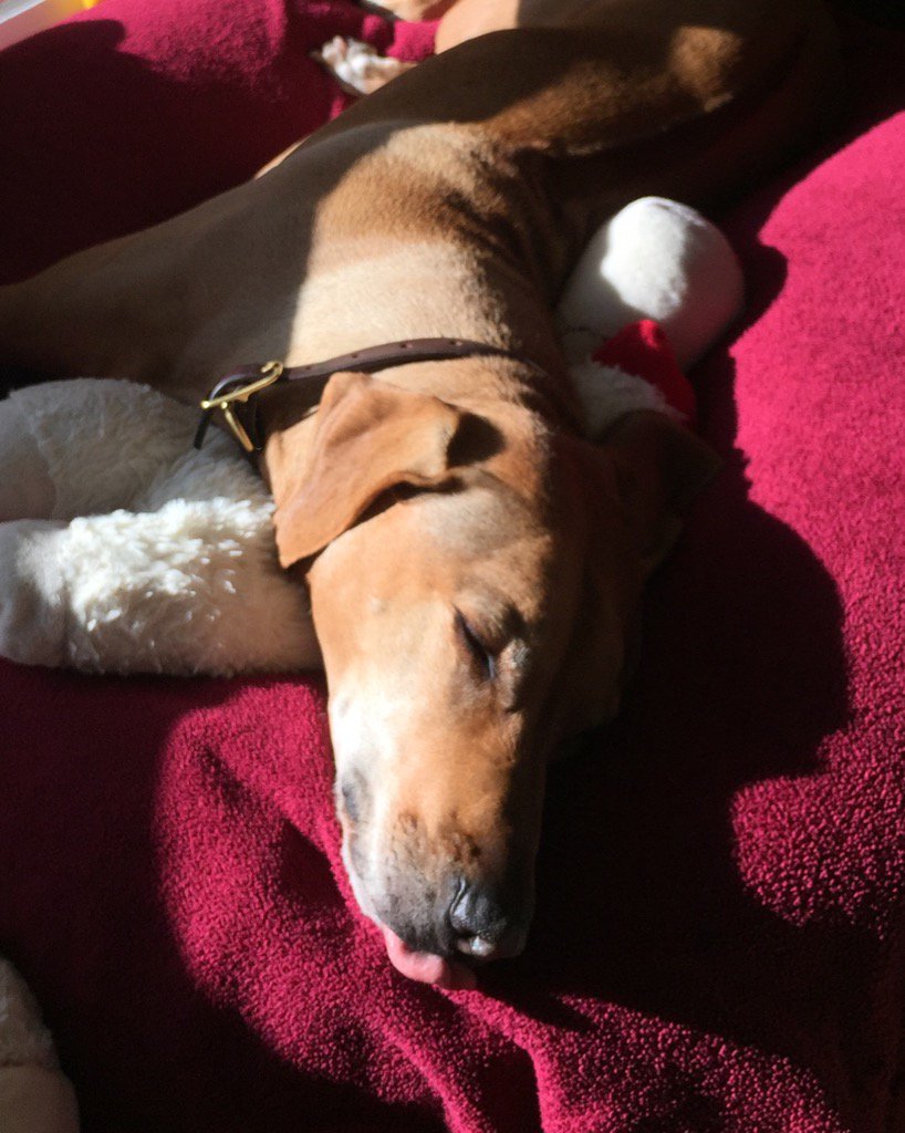 grnbullitt's tweet image. Tongue out Tuesday #MissRiley