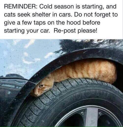 jamalynx's tweet photo. A friendly reminder for my less fortunate fellow felines. https://t.co/cRnZLHTVM8
