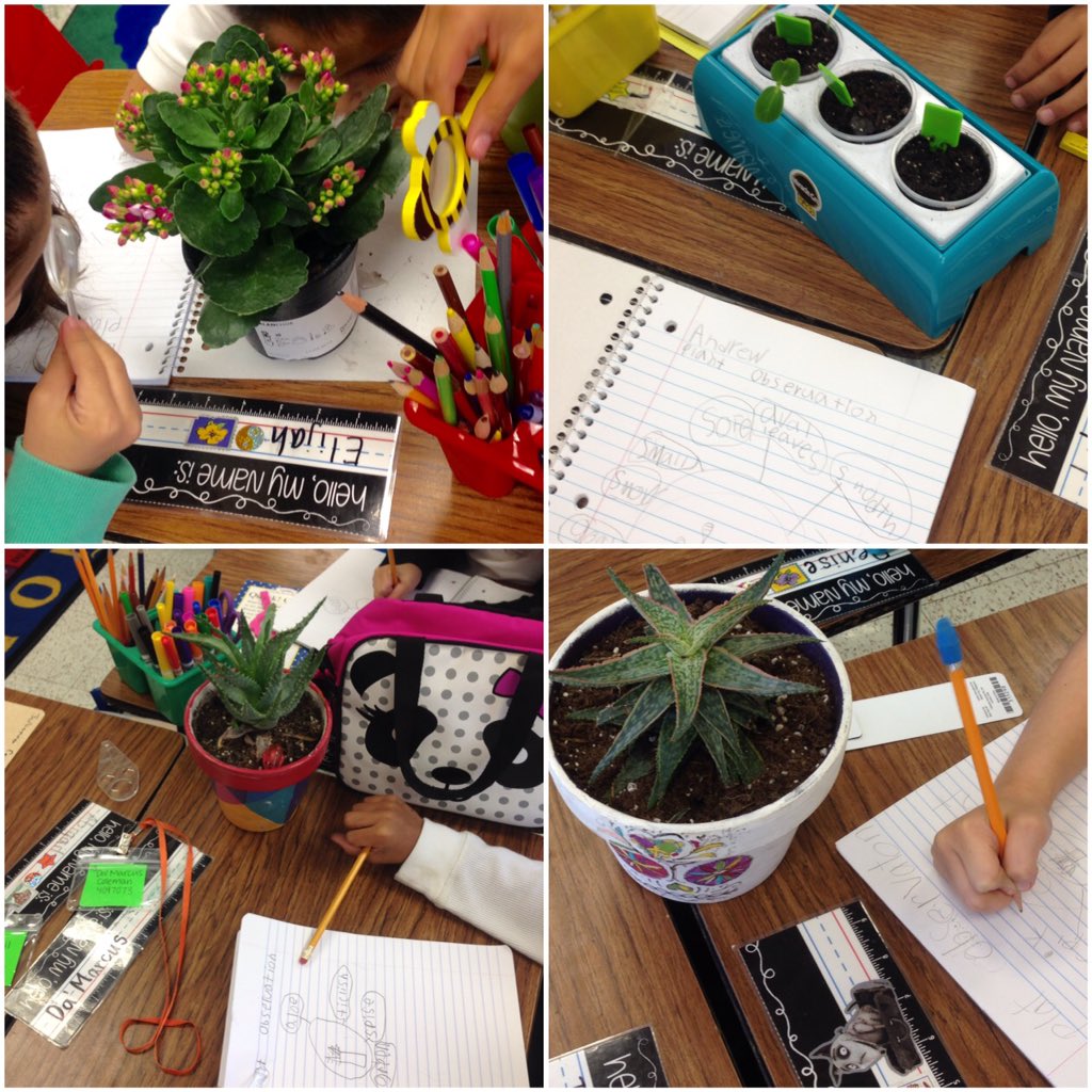msrikkieec's tweet photo. Breaking in our new science journals with plant observations #1B #FunB https://t.co/HqRj1Pwolc