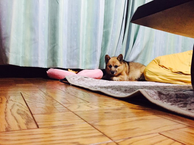 夢占いで犬の夢は何を暗示 茶色 なでる 助ける なつく 飼う等 素敵女子の暮らしのバイブルjelly ジェリー