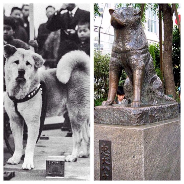HayQueSaberlo's tweet photo. Un día como hoy, en 1923, nació Hachikō, recordado por muchos como el  "perro fiel" japonés. https://t.co/WHn8XiOi9N