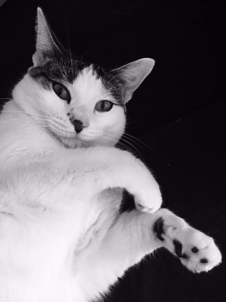 BritzCatz's tweet photo. Meow 🐈🐾 #CatsOfTwitter https://t.co/mH7PrCO8Z3