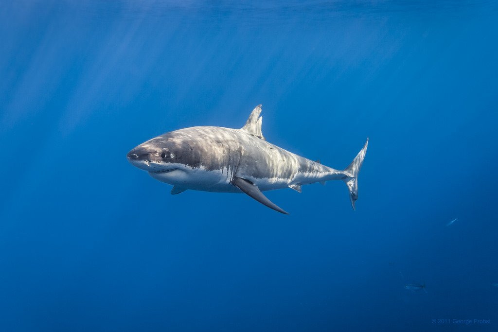 GeorgeProbst's tweet photo. #InMyAlternateReality Cal Ripfin still shows up at Guadalupe with the rest of the great white sharks every year. https://t.co/sMhWOIvoWT