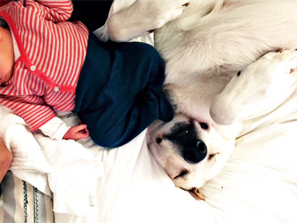 bootsmannthedog's tweet photo. I'm an official fan of the new flat mate now. #flatmate #flabmate #cuddlingtime #officialfan https://t.co/St4Ll8E8GK