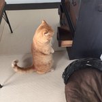 【猫生態新発見】愕然とした猫は、ミーアキャット形で固まるらしいにょw