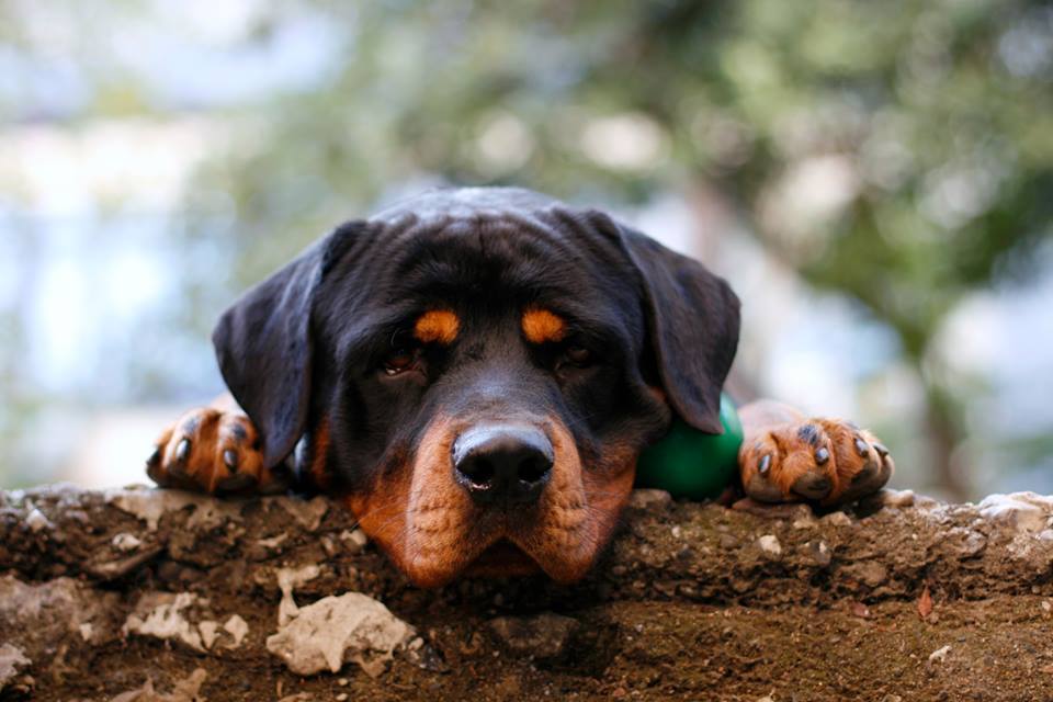 RottieFanClub's tweet photo. What is this Rottweiler thinking?

Like ✔ Comment ✔ Share ✔ https://t.co/ioPEU1KGIB