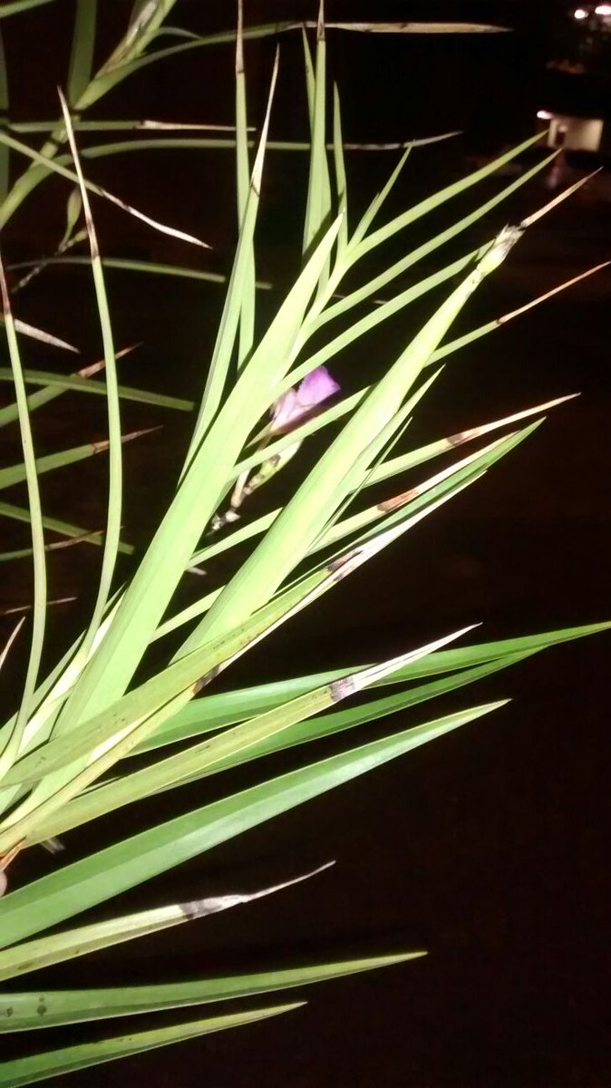 Umanha's tweet photo. #emicesi mantis https://t.co/HEuXst4wDv
