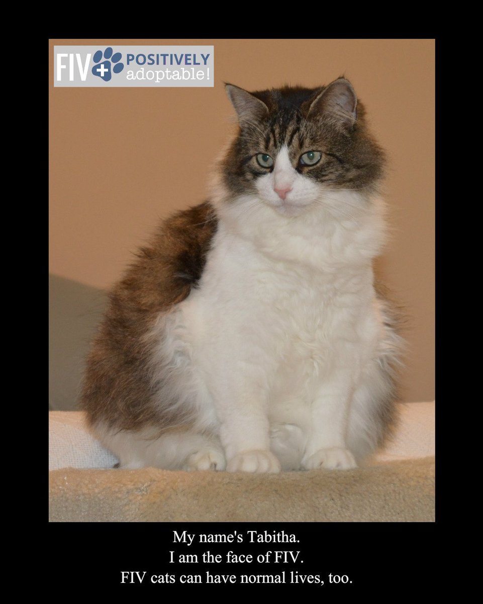 PositivelyAdopt's tweet photo. https://t.co/jEFIXpPAQf