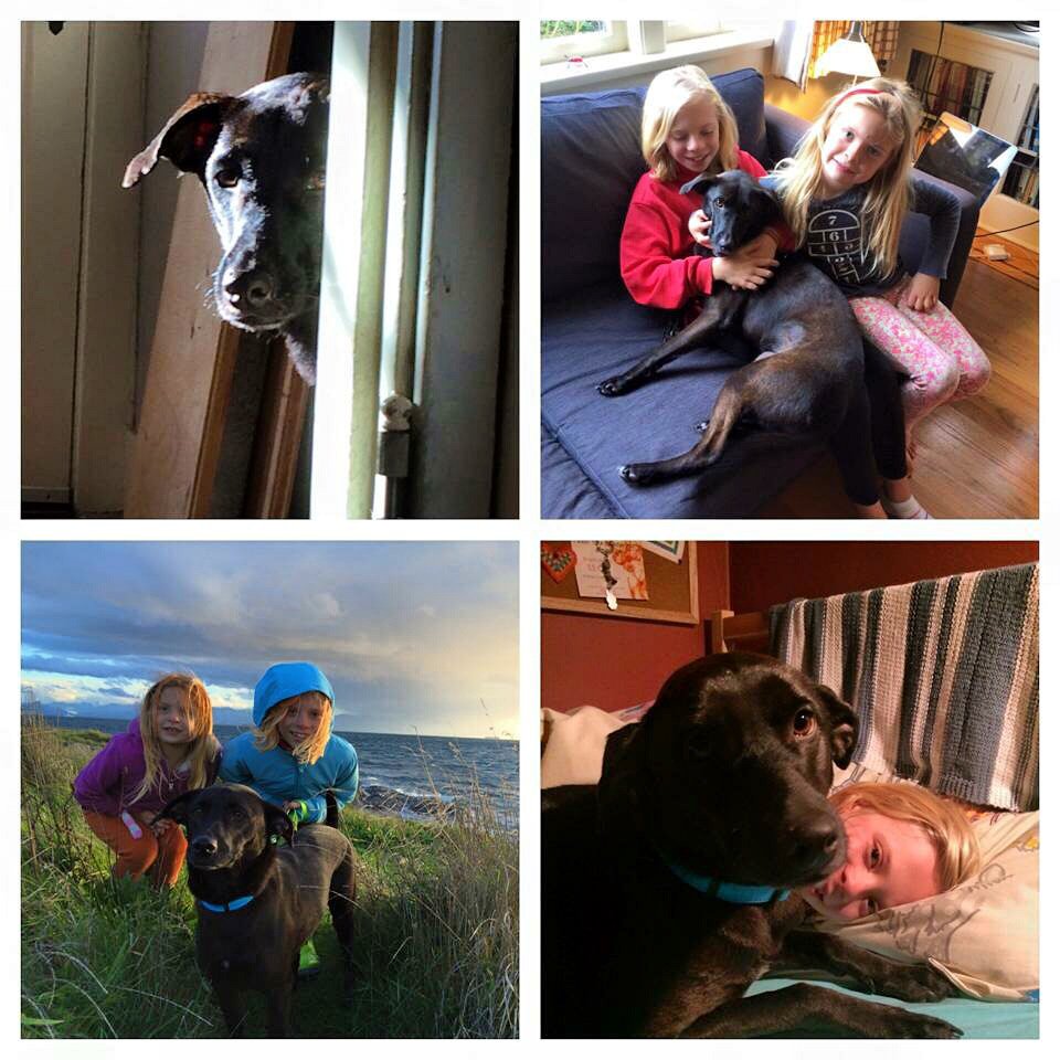 Adopted!! Yaaaay Percus! ❤️🐶👍