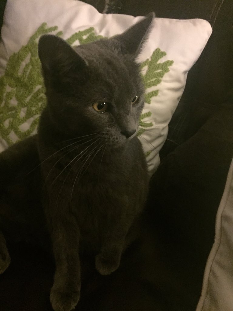 Gingerhobbitz's tweet photo. Luna says hi to @IonicIon https://t.co/4vyZYuEnxb