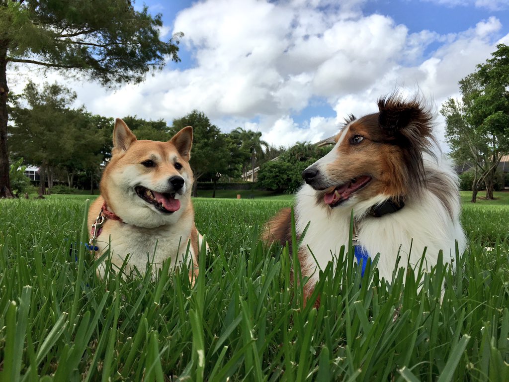List your organization on our #pet search engine for free!

leashyourself.com/add-an-organiz…