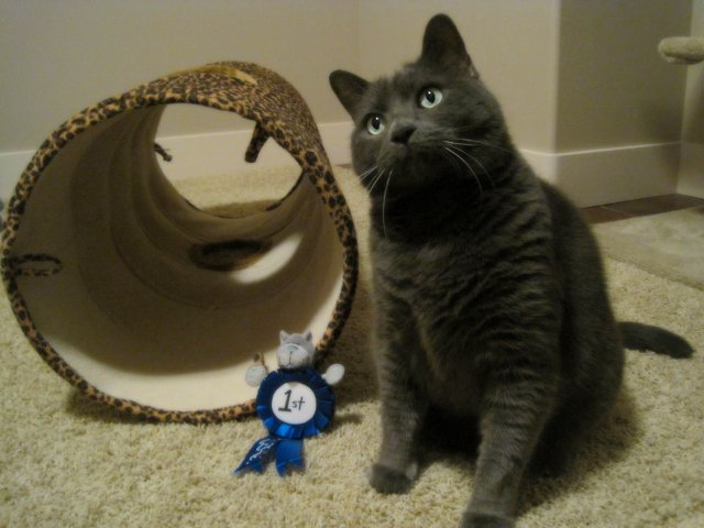 Who won 1st Prize &amp; for what, check it out Tunnel #Tuesday: bit.ly/1GW6BV9 #cats #GeorgeClooney #cutefactor