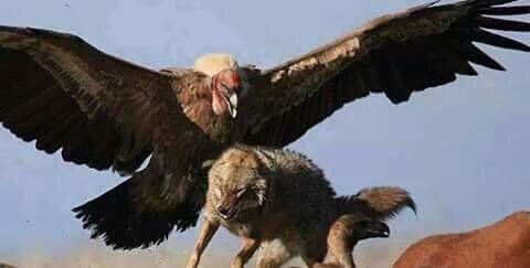 M400O's tweet photo. أثقـل ديون الطيب دين الجماله
وألذ طعم الطيب طيب المواقيـف

وازكى دروب الطيب درب العداله
وابرز صفات الطيب رد المعاريف https://t.co/LwAhWg2C4v