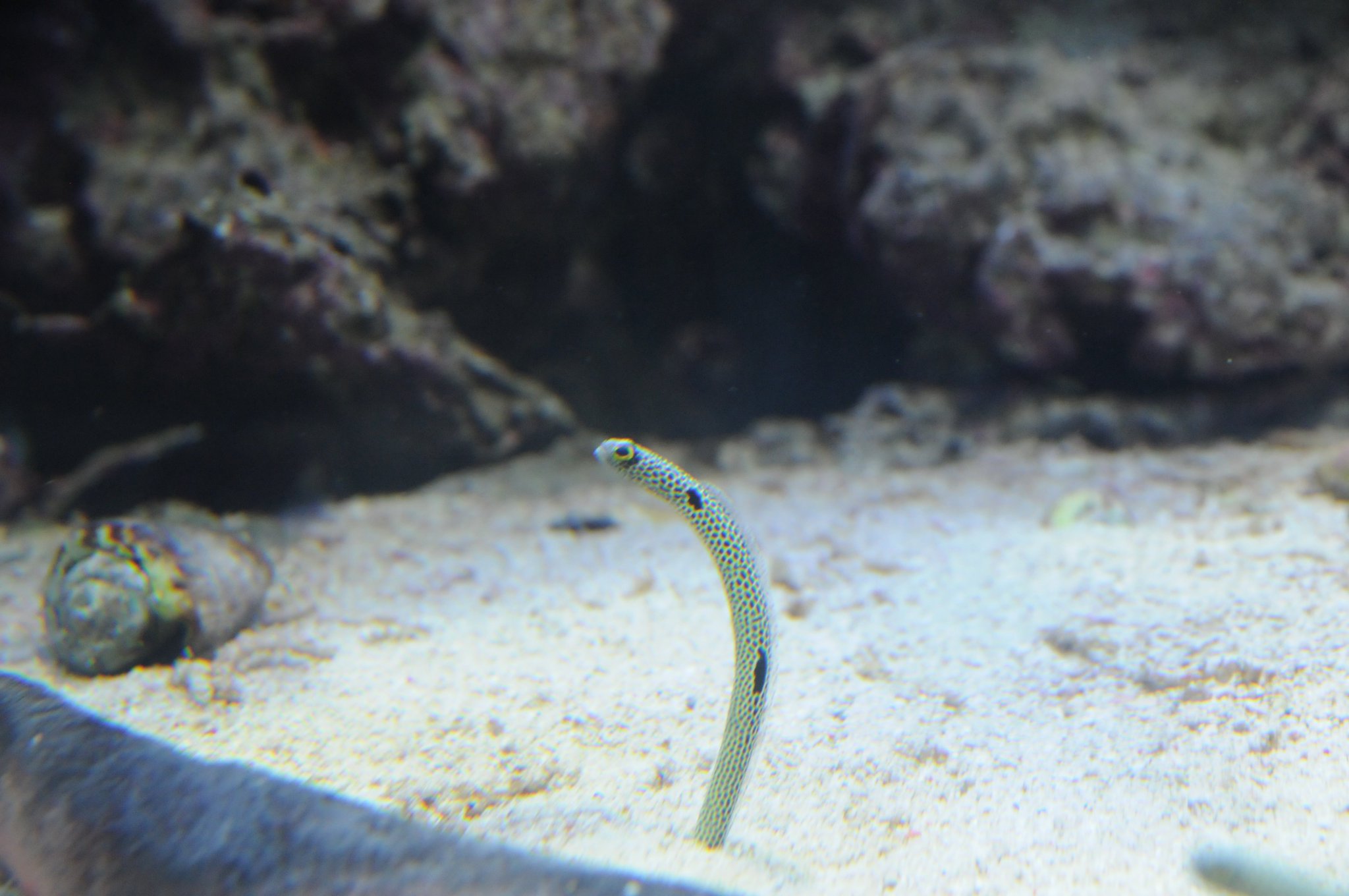サンシャイン水族館 チンアナゴウィーク投票ありがとうございました チンアナゴ圧勝vでした 遊びに来てね チンシャイン水族館 チンアナゴ ニシキアナゴ 11月11日はチンアナゴの日 T Co Cyvn3osnly