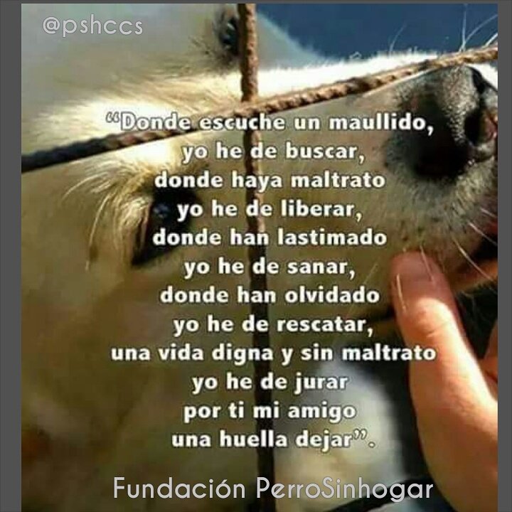 #SomosSuVoz Luchemos juntos para que sean escuchados Nuestro IG: Fundación PerroSinHogar Feliz Noche! Dulces Sueños