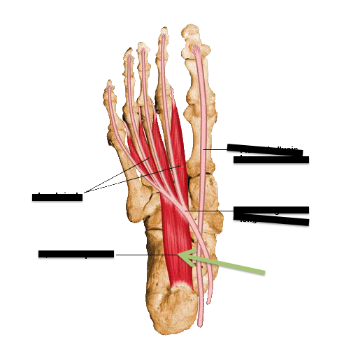 Manatomylab1's tweet photo. The green arrow is pointing to what muscle? In what layer would you find this? https://t.co/IMMPMpYKPT