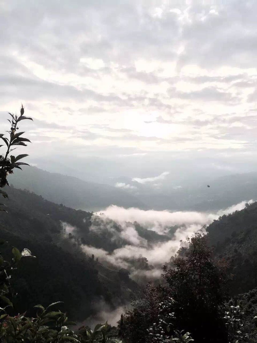 FairanTea_CH's tweet photo. 云南临沧勐库有一座著名的邦马大雪山，海拔3200米，山顶终年积雪，山��云雾缭绕，原始森林密布，大叶种的古茶树遍布其间。在邦马山脉北段的半山腰上，有一个古老的傣族村寨叫做“冰岛”。#冰岛普洱茶 #冰岛村 https://t.co/3BhOlqdFTl