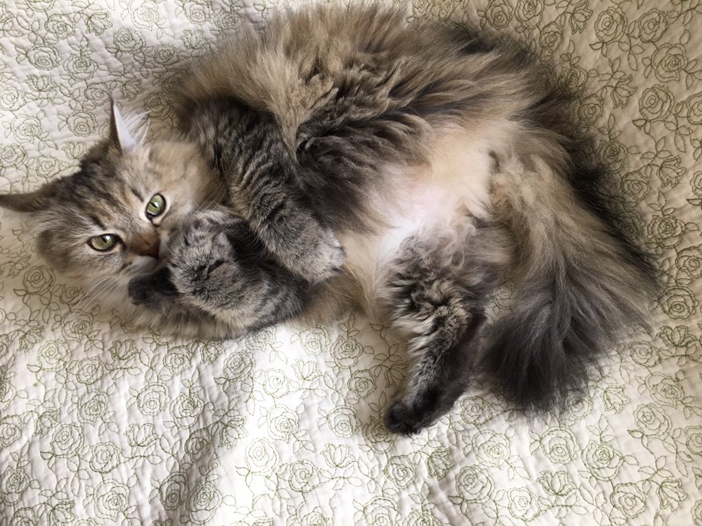 GUCCI〜 tweet media