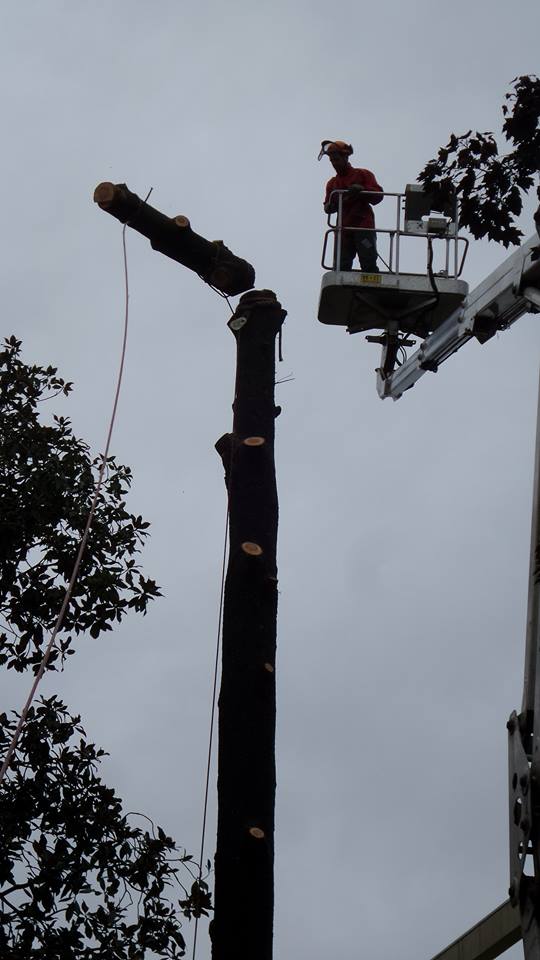 Intervento di abbattimento controllato di cedro dell'Atlante