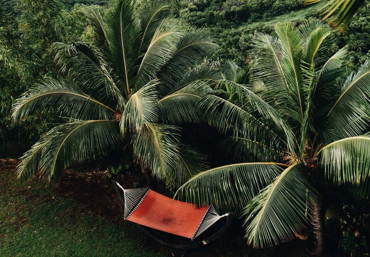 Paradise at @thepalmwood - bit.ly/1ljGnC1