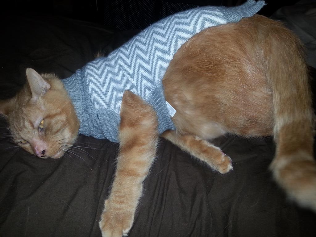 okaynoralee's tweet photo. @Jenna_Marbles when we put him in his sweater he breaks. #brokenkit https://t.co/ufD8c9Cw2Y