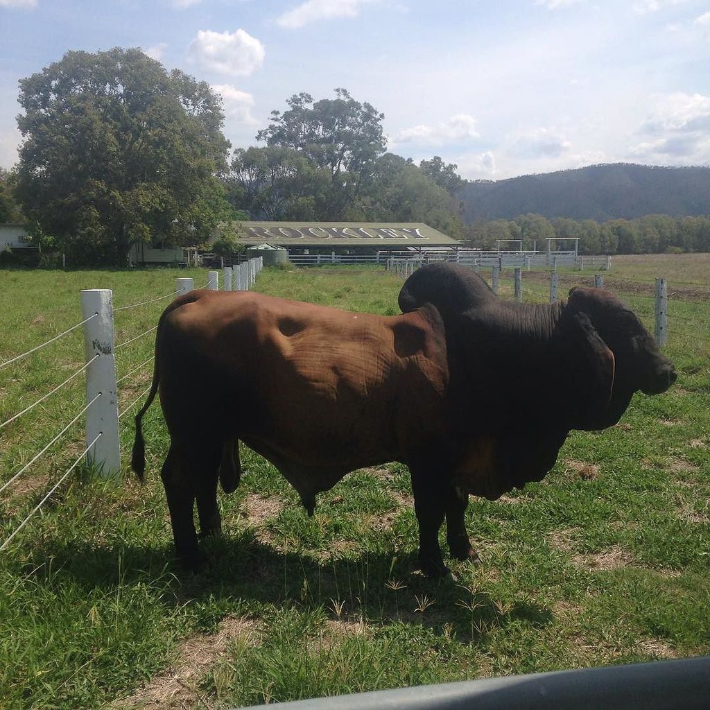 rockleybrahmans's tweet photo. Turning Bulls out at Rockley #redbrahman #sementesting https://t.co/1rZESwq95t https://t.co/cCB3ndqg45