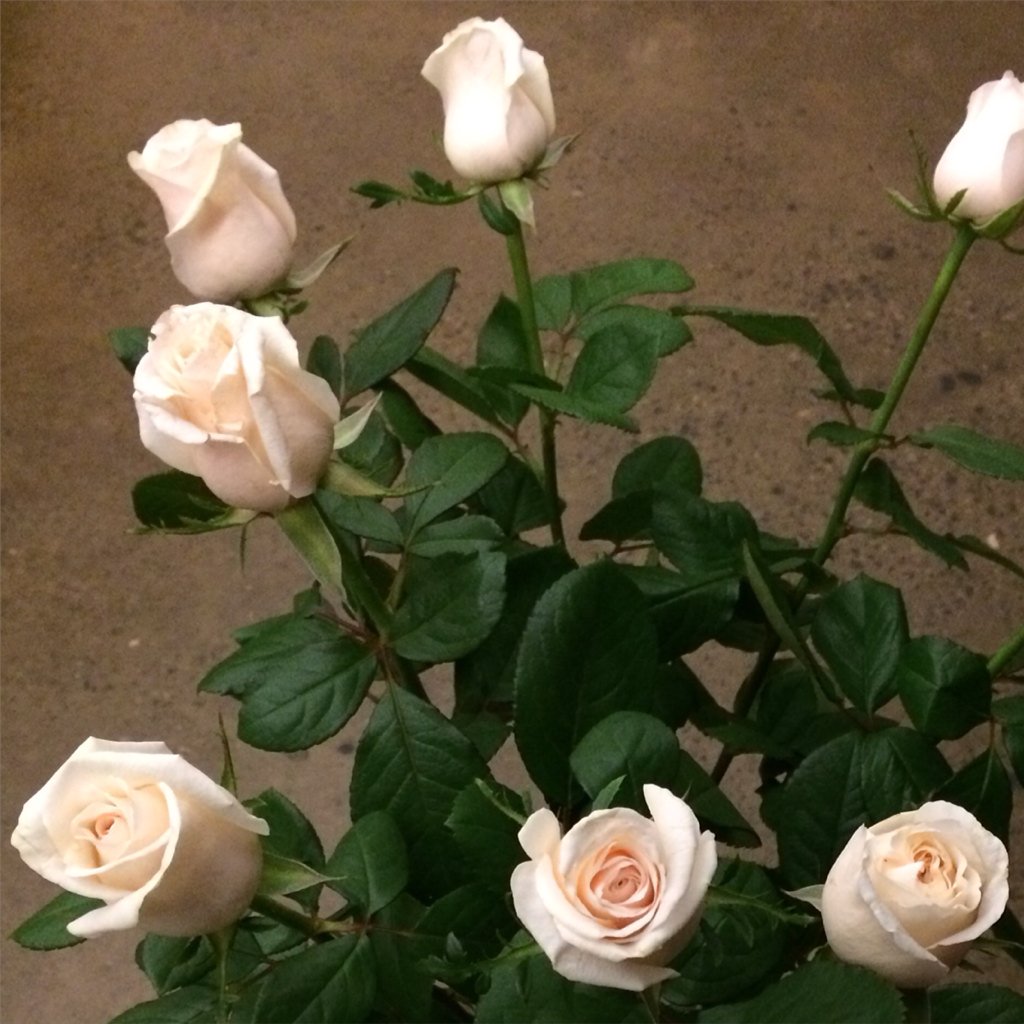 judyhoracek's tweet photo. Flower arranging not my forte, but the roses are beautiful anyway #palestpink https://t.co/R6BRyVBiuf