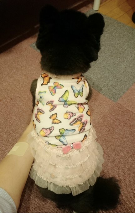 ユリアにチョウチョ柄のワンピースと犬用のクッキー(ฅ'&omega;'ฅ)♪今日は自由が丘でママとお買い物ｄａｙだった(,,> <,,)♡男の子の洋服売ってなかったo(>_<)o https://t.co/WKA