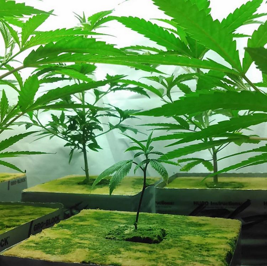 RWwholesale's tweet photo. Ghost Kush Runt
#hydroponic #rockwool #algae #groblock #indica #sativa #kush #clones #mmj #hybridog #indoorgarden https://t.co/6fjr1hFK3j