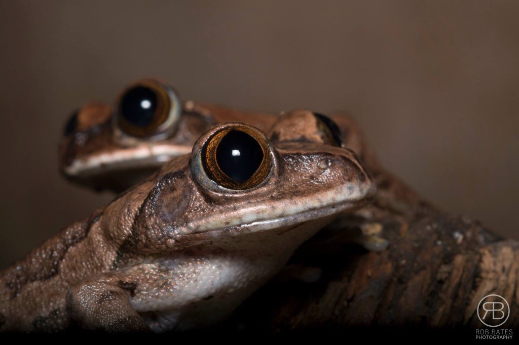 Royal Blood Reptiles tweet media