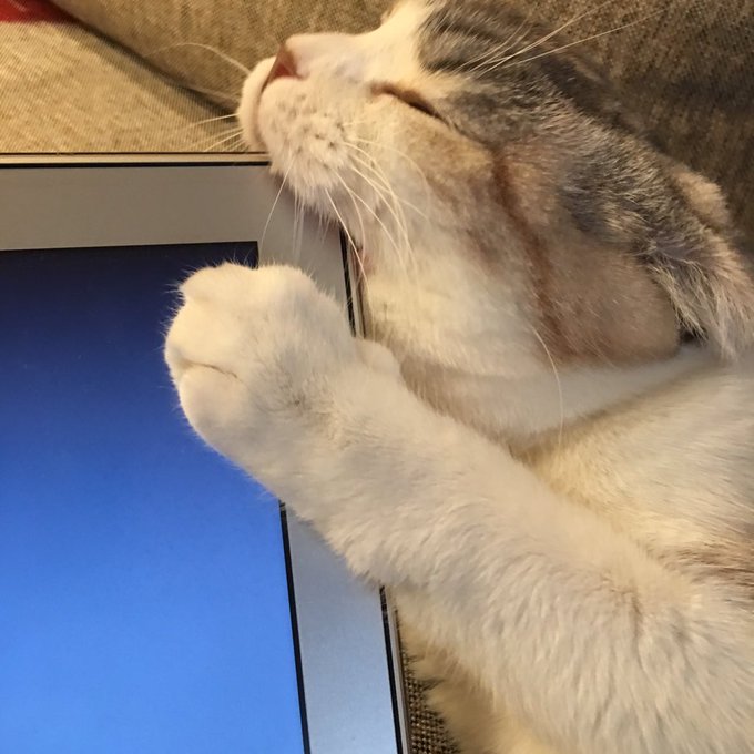 Twitter発 猫 に挙動に翻弄された人からの投稿がジワるw Matomehub まとめハブ Twitter発 猫 に挙動に翻弄された人からの投稿がジワるw Matomehub まとめハブ