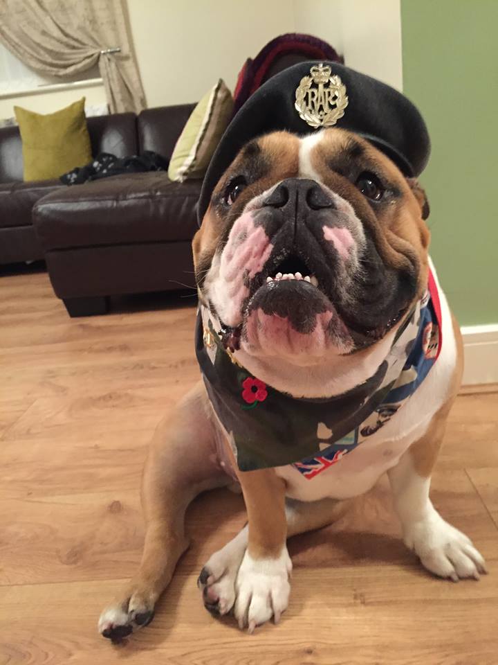 petsukofficial's tweet photo. Let us remember our heroes, both human &amp; animal this #ArmisticeDay - donate @PoppyLegion at https://t.co/18yyW1QQzf https://t.co/aNNibbQvkb