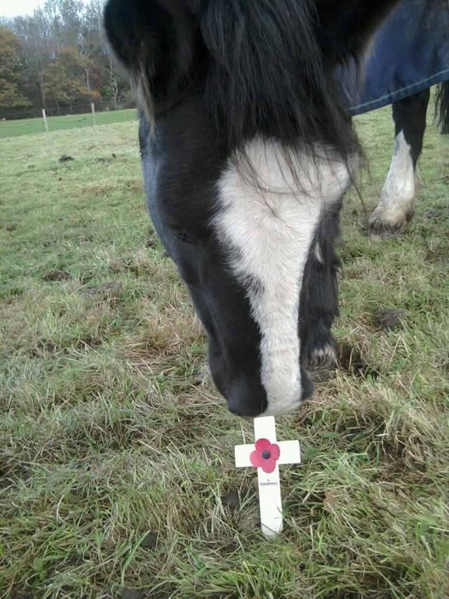 petsukofficial's tweet photo. Let us remember our heroes, both human &amp; animal this #ArmisticeDay - donate @PoppyLegion at https://t.co/18yyW1QQzf https://t.co/aNNibbQvkb