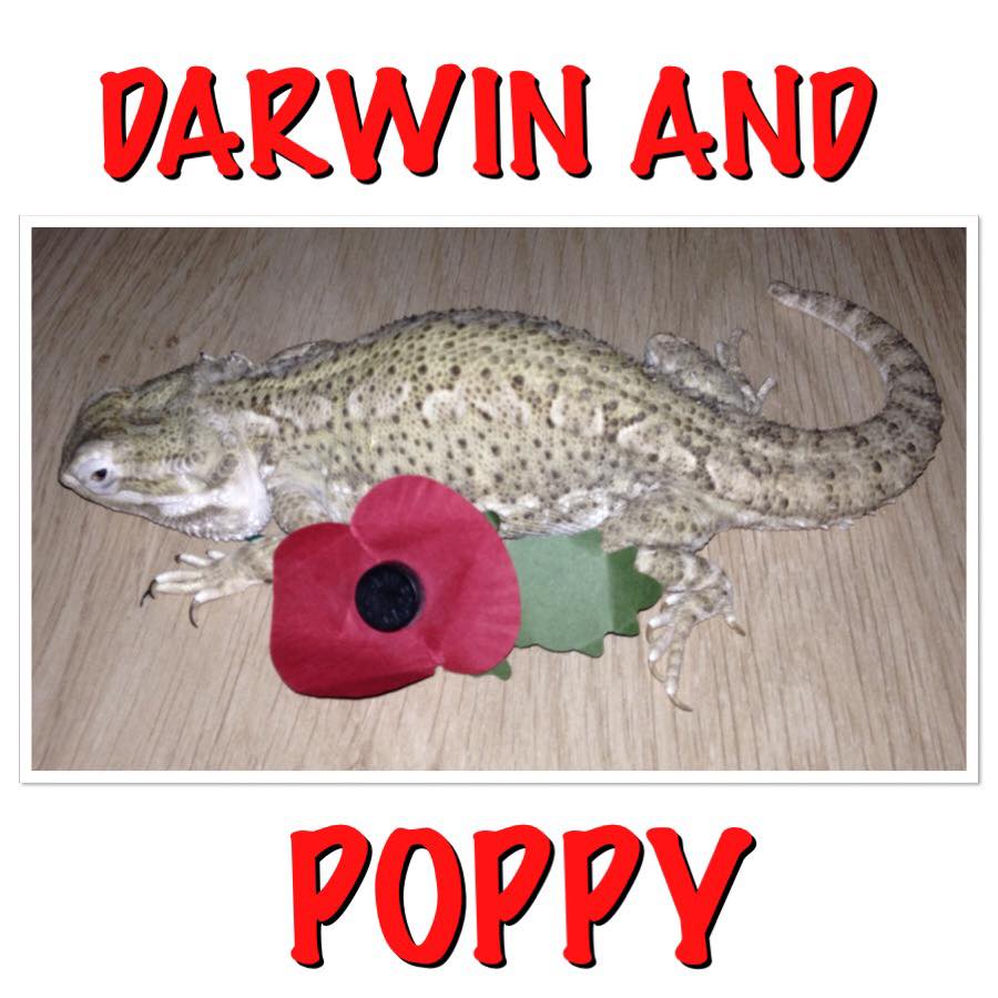 petsukofficial's tweet photo. Let us remember our heroes, both human &amp; animal this #ArmisticeDay - donate @PoppyLegion at https://t.co/18yyW1QQzf https://t.co/aNNibbQvkb