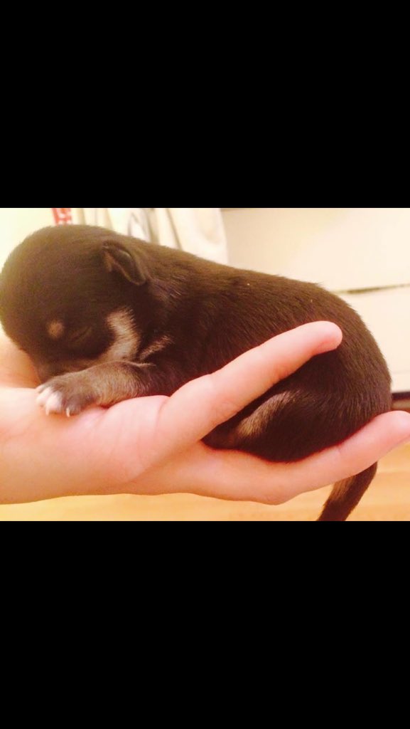 RubylovesBAM's tweet photo. @BarsAndMelody @karenslenehan only have chihuahuas 😂😂🙈 https://t.co/IVAXpiTsz0