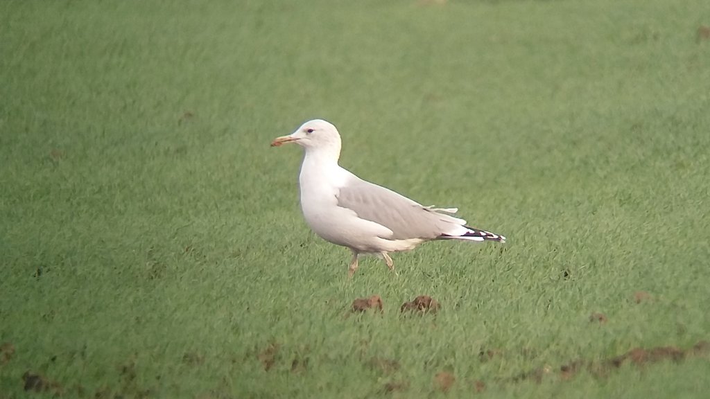 saloplarus's tweet photo. Another #CaspianGull twosome: 2ads Goole Fields at 0920 with 5YLGs &amp; 40LBBGs
#phonescoped #cachfall @RareBirdAlertUK https://t.co/ROMg01U7J5