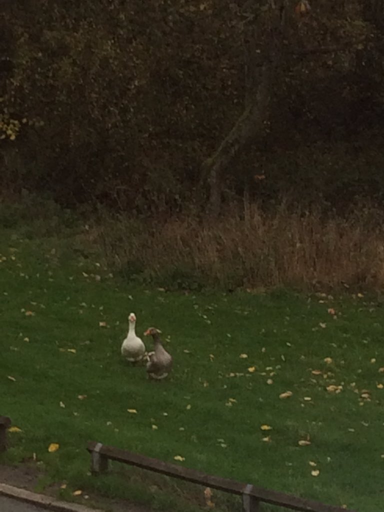 suzguest's tweet photo. Look what's outside my house @willibobsok they are huge https://t.co/7tTdv28Up7