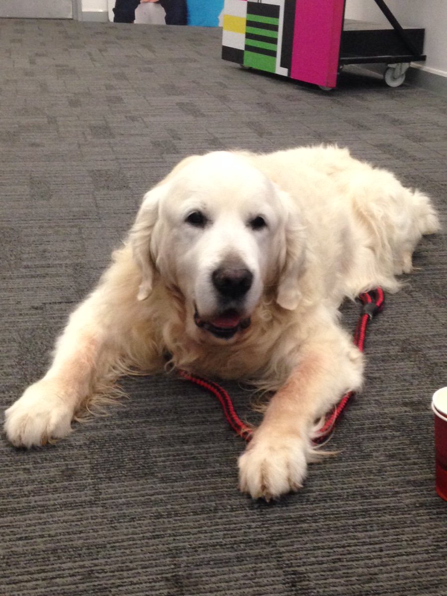IrelandAMVMTV's tweet photo. Barney & @petethevet are here now to show us how to ease your older pets' aches and pains #ArthritisInPets https://t.co/pmh9V3uMLT
